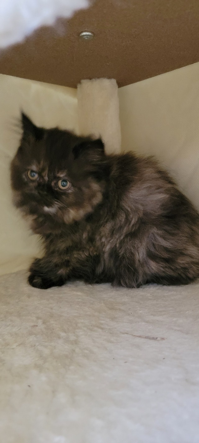 purebred Persian kittens Cats & Kittens for Rehoming Vancouver Kijiji