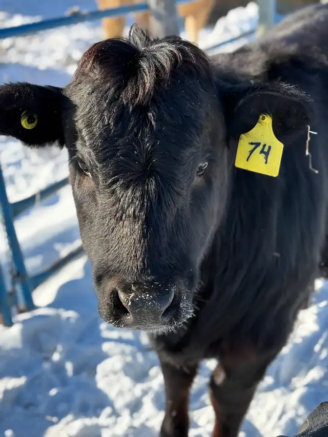 yearling heifer in Other in Portage la Prairie - Image 3