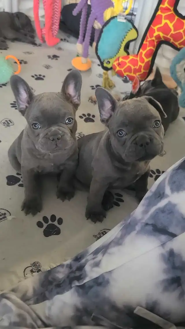 French Bulldog Puppies Ready May 19th in Dogs & Puppies for Rehoming in Thunder Bay - Image 7