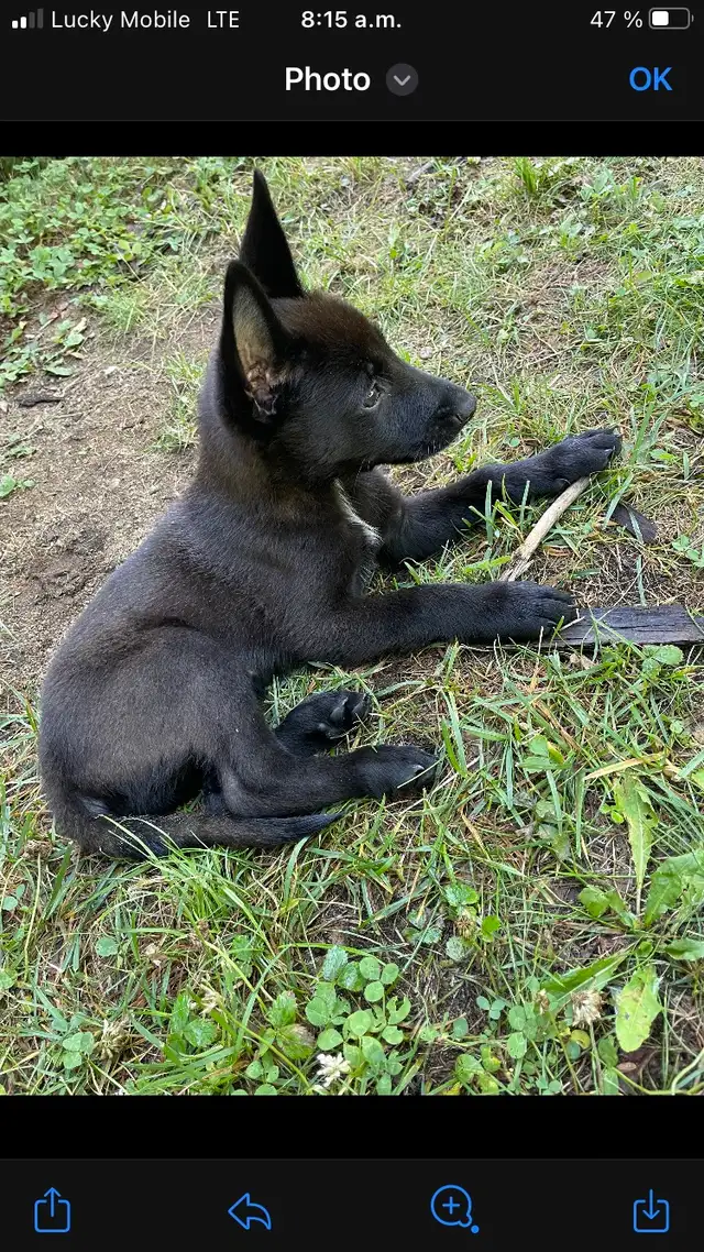 Malinois VKH Chiot Jet Black ou Charbonner in Dogs & Puppies for Rehoming in Laurentides - Image 3