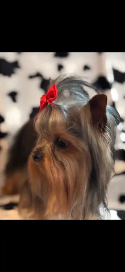 This little puppy is the most adorable little one ❤️ Hypoallergenic and non- shedding . CKC Register...