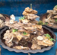 Feng Shui Bonsai (Fountains) with water flow on sale