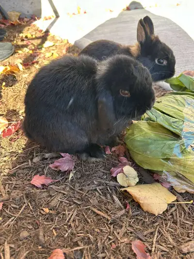 10 month old Male Holland Lop Please message foe more information