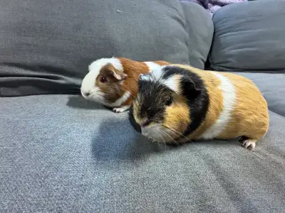Bonded Pair of Female Guinea Pigs, View more