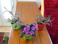 Pots en céramique pour les plantes, fleurs