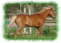Wanted - Info on Pony leased by Serendipity Farms in Kelowna