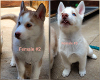 CKC Registered Siberian Husky Puppies 