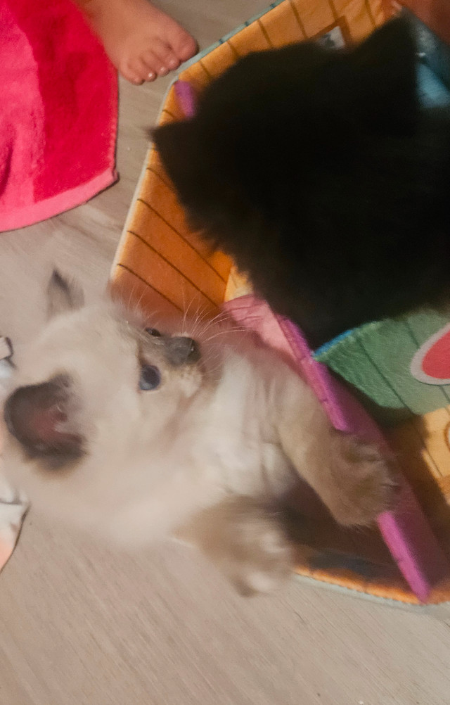 Mixed persian kittens! Wont last long! in Cats & Kittens for Rehoming in Peterborough - Image 3