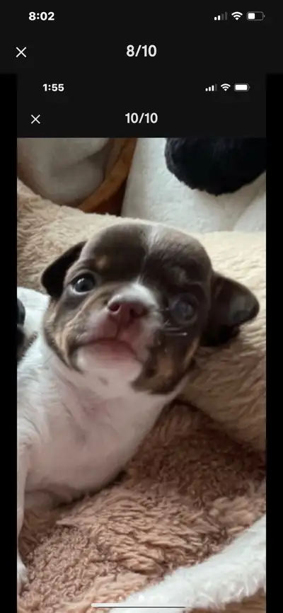 I have one male puppy looking for his forever home. The tri coloured puppy is SOLD. The brown and wh...