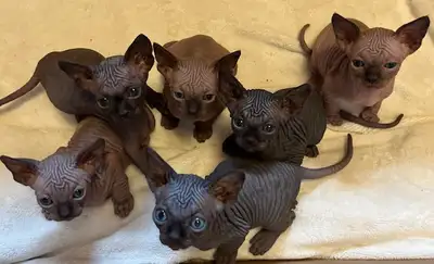 6 amazing kittens 3 girls and 3 boys were born on March 17 parents are TICA registered will come wit...