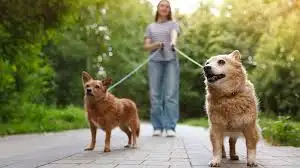 Summer Dog walking, View more