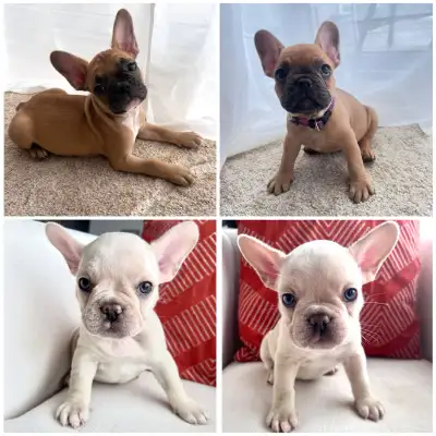 Bouledogue français  (French Bulldogs) | Lilac et Fawn, View more