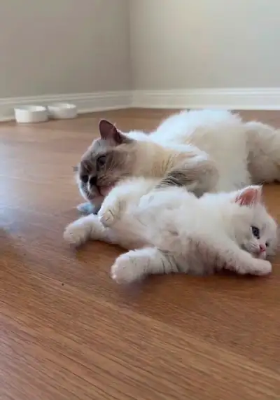Ragdoll Kittens for Sale, View more