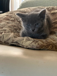 Adorable half Blue Russian Kitten