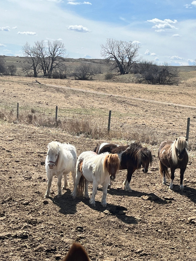  Miniature horses for sale  in Livestock in Swift Current