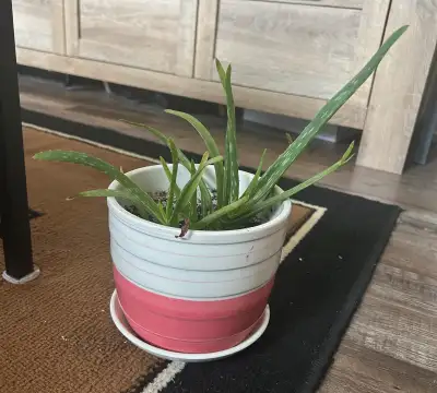 Selling a healthy aloe vera plant in a cute pot! It's perfect for adding a touch of greenery to your...