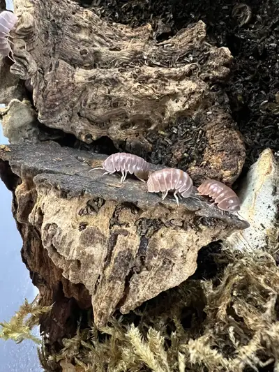 Armadillo officinalis orange , View more