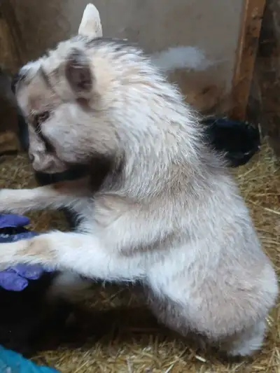 Nigerian Dwarf Wethers, View more
