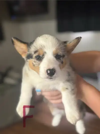 Corgi puppies ready to go, View more