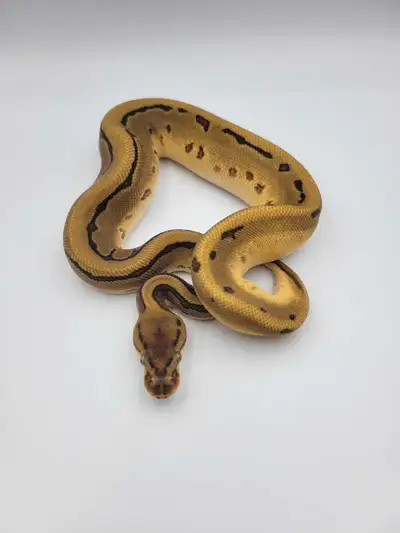 female pin leo od het hypo ph clown , View more