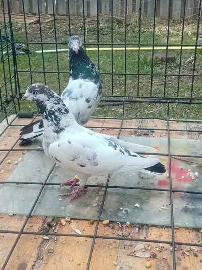 pigeon for sale , View more