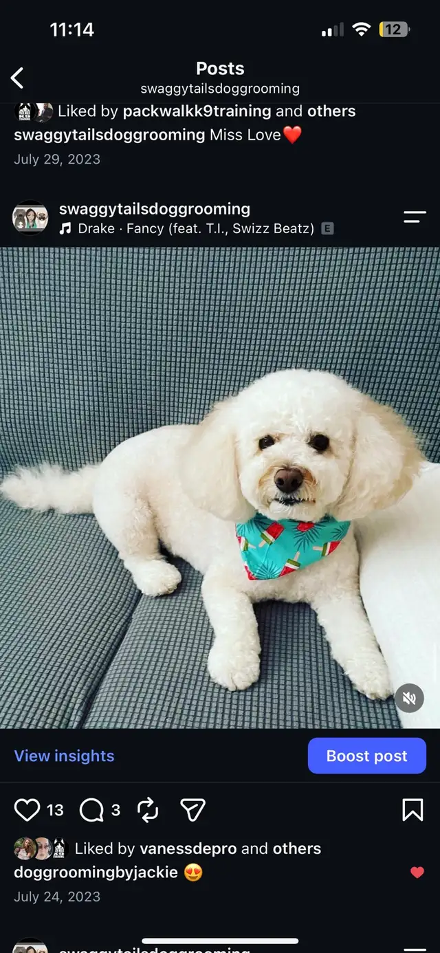 Dog Grooming 528474588997888003