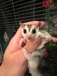 Sugar gliders 