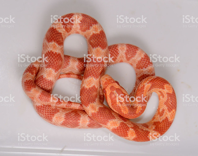 BEAUTIFUL ADULT CORNSNAKE SPECIAL in Reptiles & Amphibians for Rehoming in North Bay - Image 3