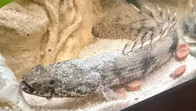 Banded bichir endlicheri large cichlid , View more