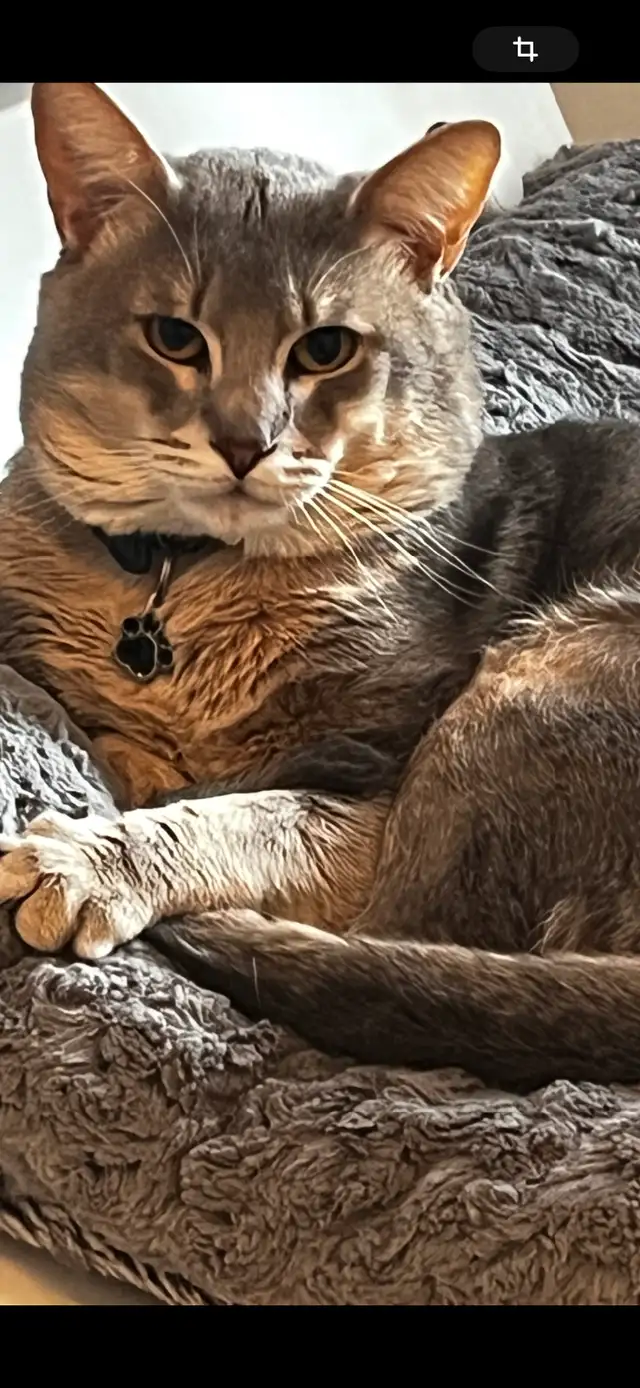 Abyssin bleu   6 ans in Cats & Kittens for Rehoming in City of Montréal - Image 2