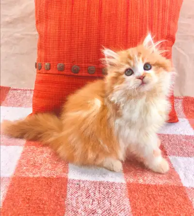 Outgoing Maine Coon Male, View more