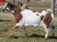 Registered Nigerian dwarf does goats