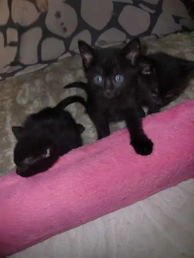 Himalayan Kittens for Sale, View more