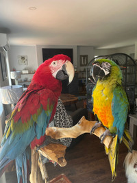 Macaws for Rehoming