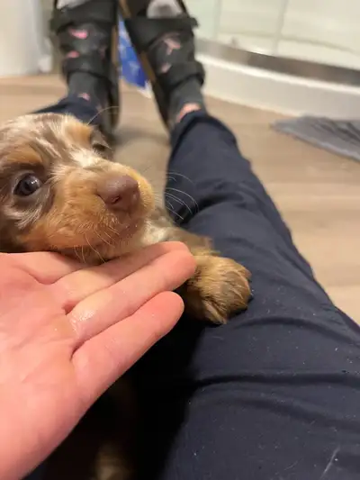 Miniature Longhaired Dachshund Puppies!!, View more