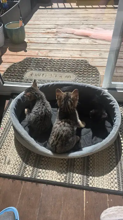 Cute kittens, View more