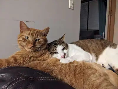 Adorable Brothers for Adoption, View more