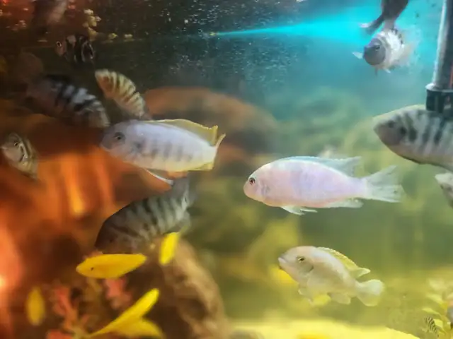 ANGEL FISH, JUVENILE CONVICT CICHLIDS AND YELLOW LAB CICHLIDS !! in Fish for Rehoming in Oshawa / Durham Region - Image 10