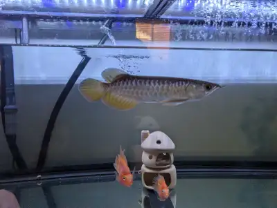 Gold arowana baby 8+", View more