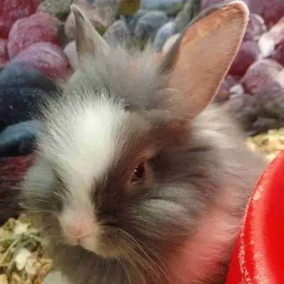 baby lionhead rabbits, View more