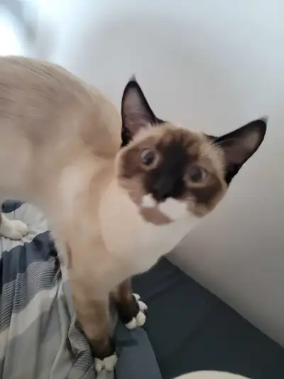 Hello! Me and my roommate are looking for a long-term rental. I have two cats, Cheesecake and Petuni...