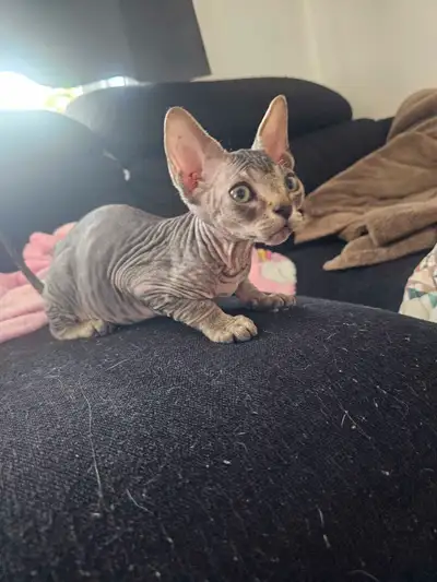 sphynx pret a partir, View more