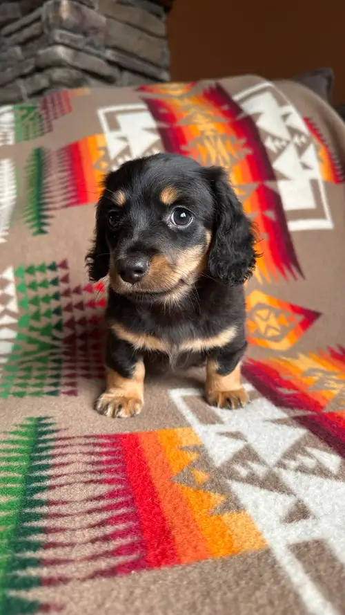 Adorable Long-Haired Mini Dachshund Puppies Available Looking for your next furry family member? Our...