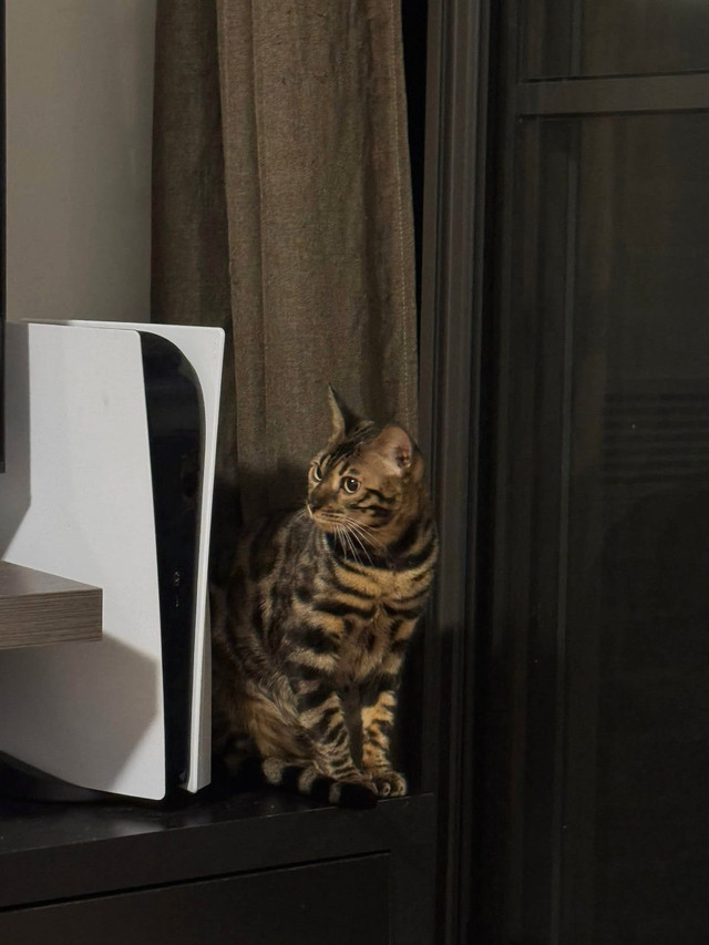 Chat à vendre dans Chats et chatons à adopter  à Laval/Rive Nord - Image 2