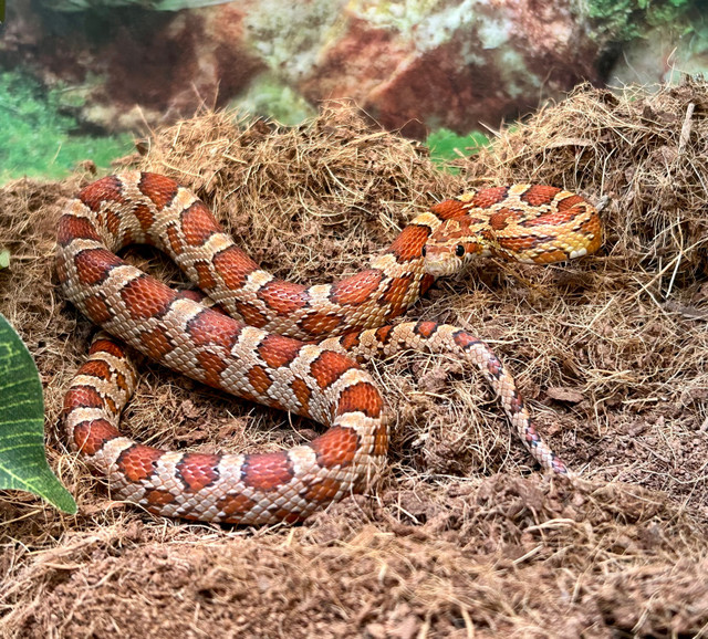 Corn snakes  in Reptiles & Amphibians for Rehoming in Hamilton