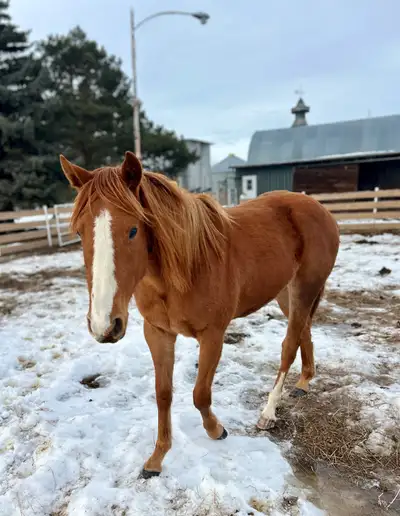 2yr old Dash Ta Fame Barrel Futurity Prospect , View more