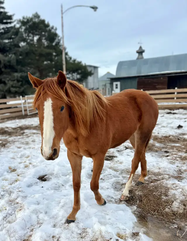 2yr old Dash Ta Fame Barrel Futurity Prospect  in Horses & Ponies for Rehoming in St. Albert - Image 2