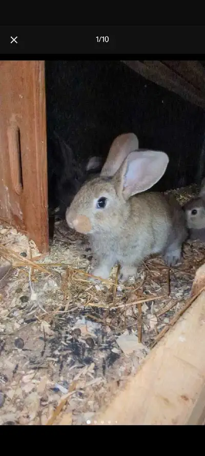 Flemish/french Lop bunnies, View more