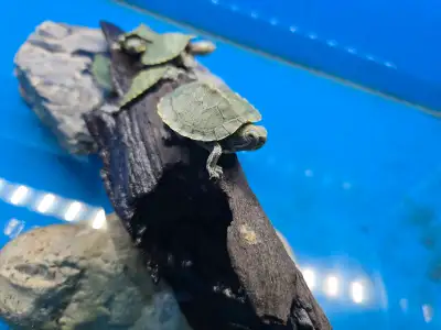 Small turtle $60 each