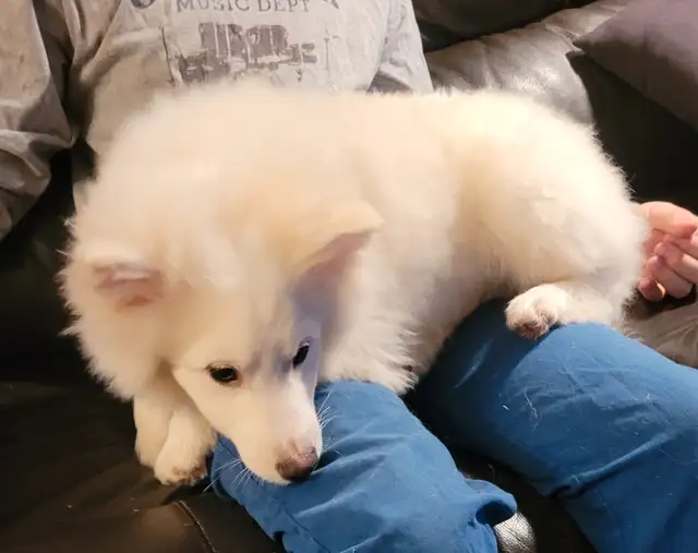 Chiot esquimau américain/ american eskimo in Dogs & Puppies for Rehoming in Laval / North Shore - Image 3